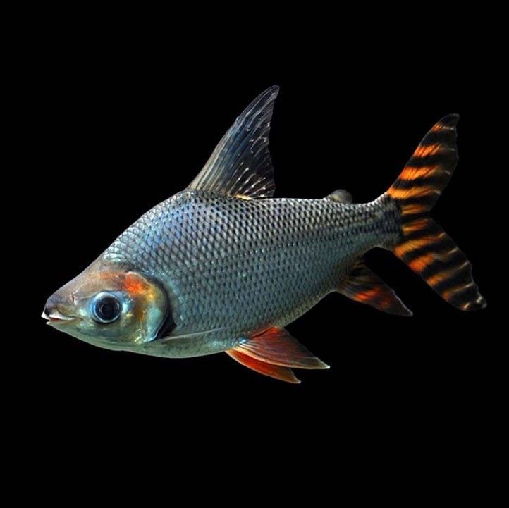 United Arab Emirates Straight striped Phoenix fish