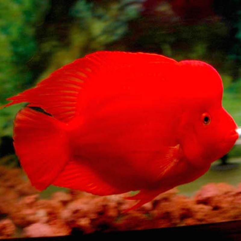 United Arab Emirates Caishen parrot fish - red Caishen fish