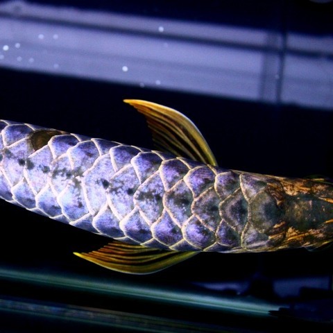 United Arab Emirates Blue backed Arowana