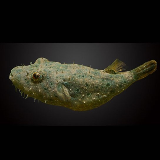 United Arab Emirates Hairy dog head fish