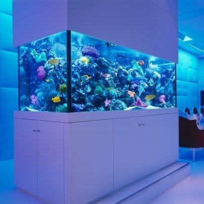 United Arab Emirates Fish tank customized