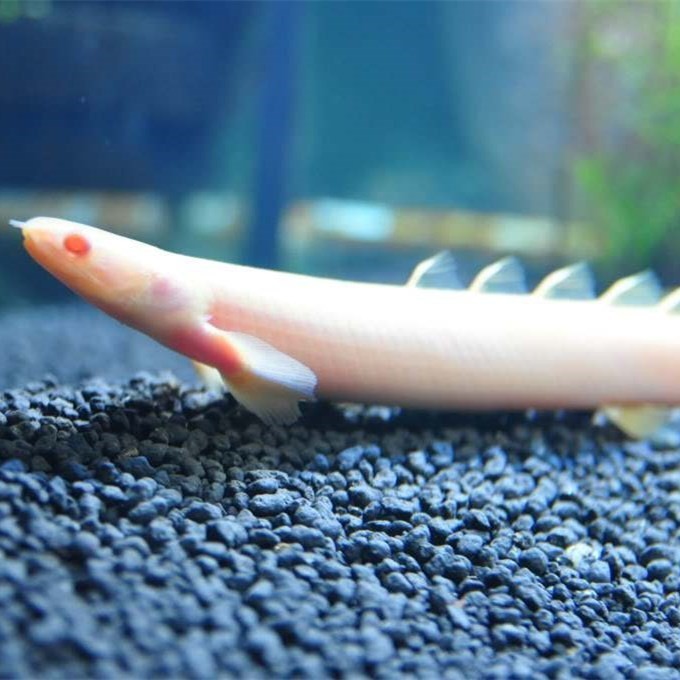 United Arab Emirates Albino nine horned Arowana