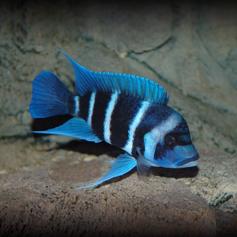 United Arab Emirates Ibaka fish