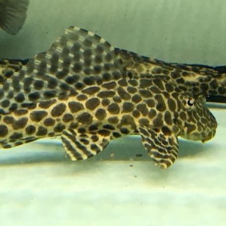 United Arab Emirates Leopard fish