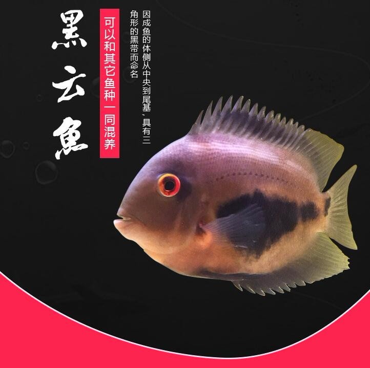 United Arab Emirates Black cloud (auspicious) fish