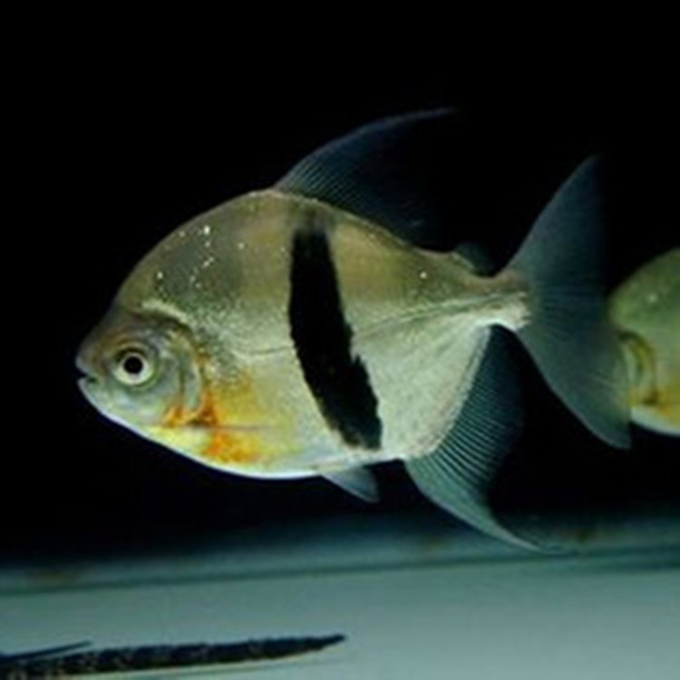 United Arab Emirates Thick line silver plate fish