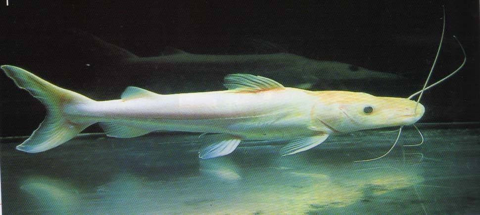 United Arab Emirates Albino duck billed fish