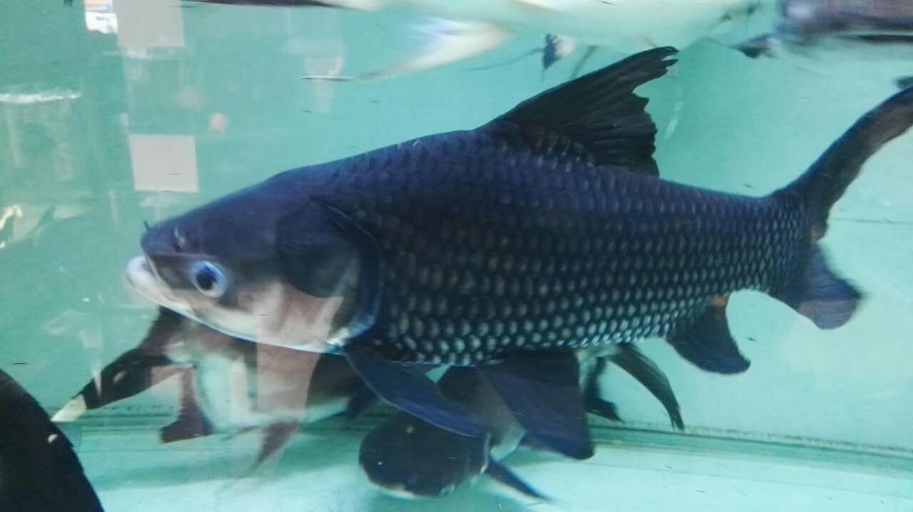 United Arab Emirates Siamese giant carp