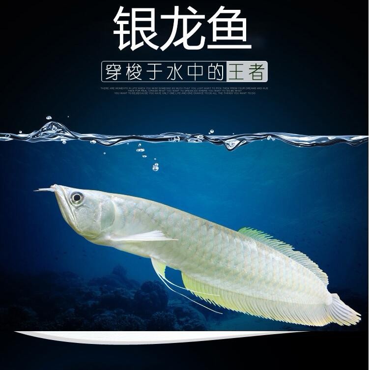 United Arab Emirates Silver Arowana