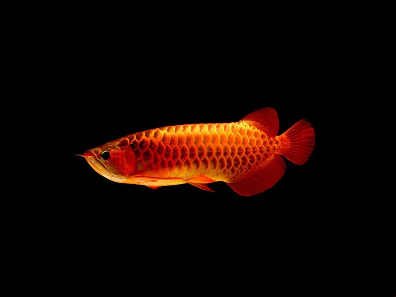 United Arab Emirates Red arowana with blue background