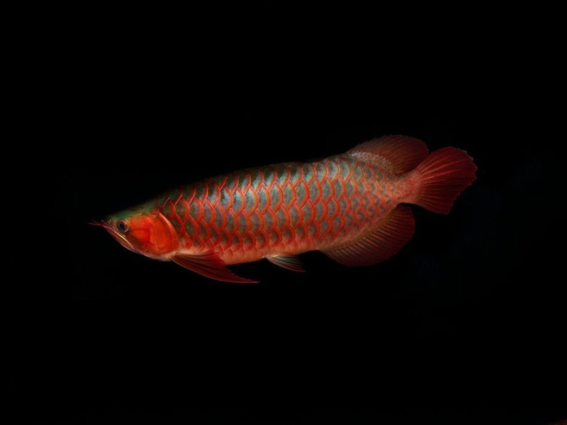 United Arab Emirates Red arowana with green bottom