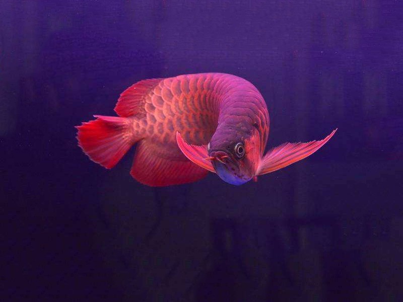 United Arab Emirates Chili red arowana 2