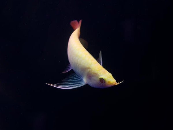 United Arab Emirates Albino red Arowana