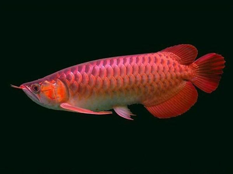 United Arab Emirates Chili red Arowana