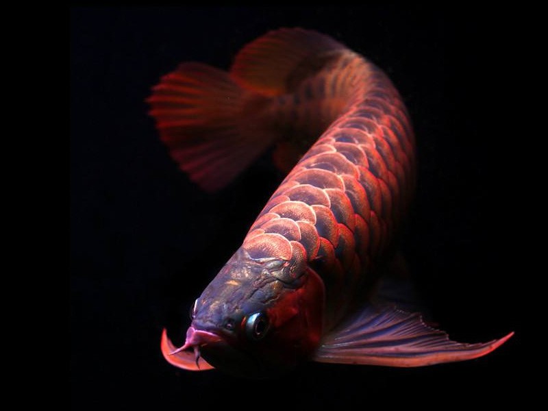 United Arab Emirates Orange red Arowana