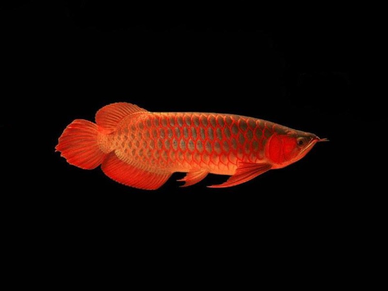 United Arab Emirates Red bottom red Arowana