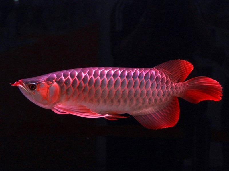 United Arab Emirates Great Lake red Arowana